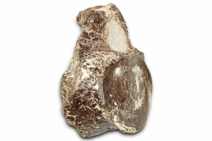 Fossil Plesiosaur Sacral Vertebra - Asfla, Morocco #328645